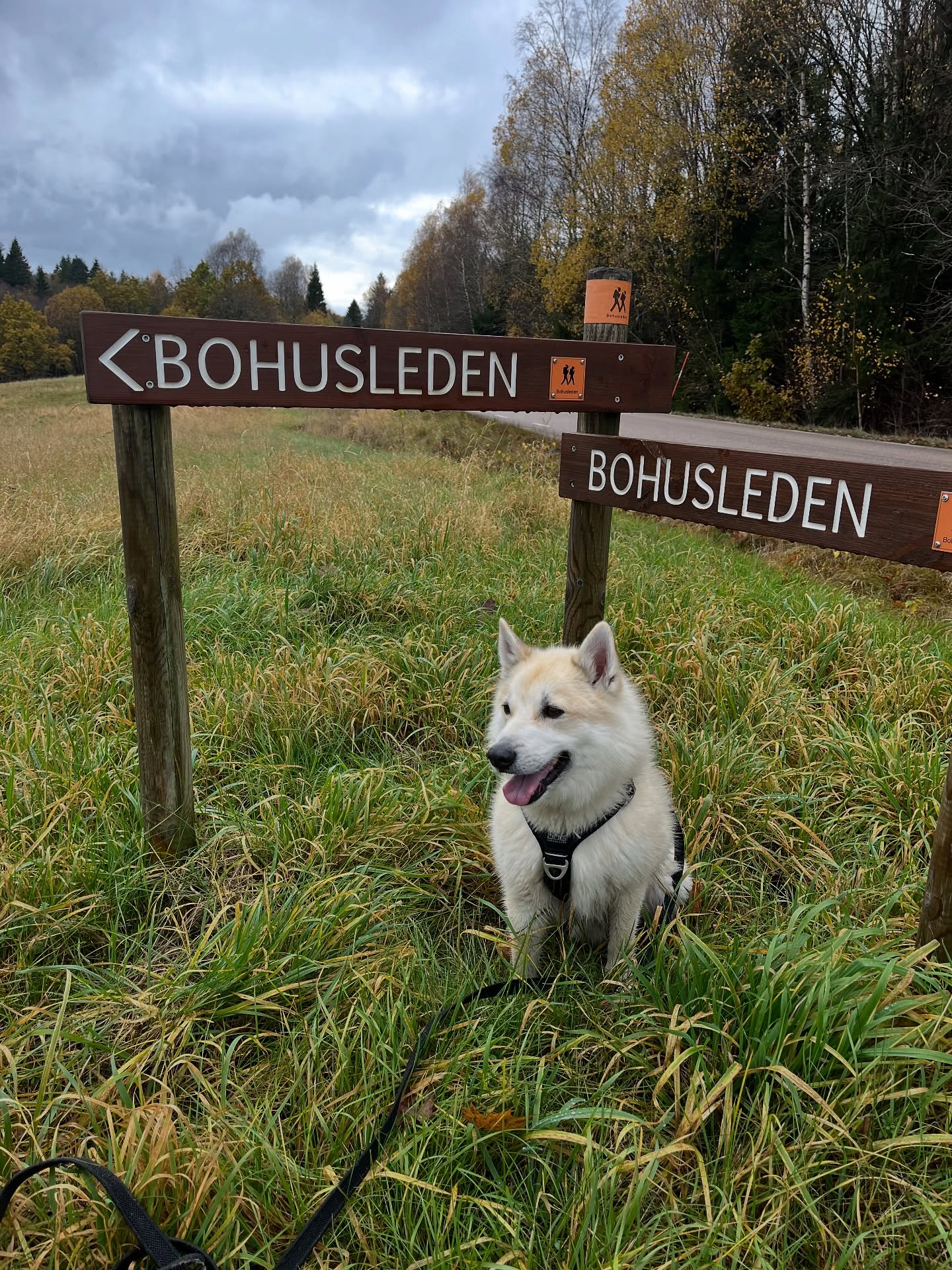 Happy hiking. Great day to be outside exploring.
.
.
.
#astonbuhund #norskbuhund #buhundsofinstagram #norweiganbuhund #bohusledenetapp10 #bohusleden #happyhiking #hikingdogs