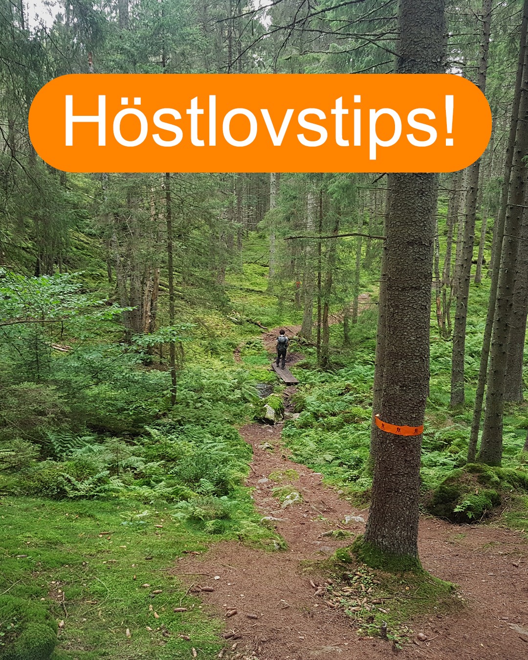 🍁 Höstlovsäventyr på Bohusleden 🍁
Nästa vecka är det äntligen dags för höstlov! Är ni på jakt efter en riktigt härlig familjedag ute i sagolik och mystisk natur? Då är Svartedalens naturreservat precis vad ni söker. 🌲✨
Genom reservatet slingrar sig två mil av Bohusleden (etapp 8 och 9), men här finns också flera kortare slingor att välja mellan – perfekta för små ben och stora upptäckare. 🕵 I området finns över 30 rastplatser, varav 20 med eldstad och 10 vindskydd – gott om plats för en fikapaus eller korvgrillning!
Låt barnen känna på mossor och lavar, leta efter svamp, upptäck gamla torpruiner och njut av tystnaden mellan träden. 🌿 Vid Bottenstugan möts leden i både nordlig och sydlig riktning – en perfekt startpunkt för ert äventyr. Här finns parkeringsplats, vindskydd, eldstäder, bänkar och ett utedass.
Har du en favoritplats i Svartedalen eller ett eget höstlovstips? Dela gärna i kommentarerna! 🍁
💚 Glöm inte att det är ett naturreservat – läs mer om regler och vad som gäller på Länsstyrelsens hemsida innan ni ger er ut.
👉 Läs mer om Svartedalens naturreservat på vastkuststiftelsen.se, länk finns i bio. 
🍂 På westswedentrails.se har vi samlat fler höstlovsäventyr, klicka vidare via länk i bio och kika gärna in dem! 
.
#bohusleden #svartedalen #höstlov #vandringsglädje #familjeäventyr #vandring #utflyktstips #vandraiväst #västsverige #westswedentrails #upptäckbohuslän #outdooradventures #hikinginsweden #natureescape #höstlovstips #västkuststiftelsen #västkusten  #bohuslän #familyhike #skogsbad