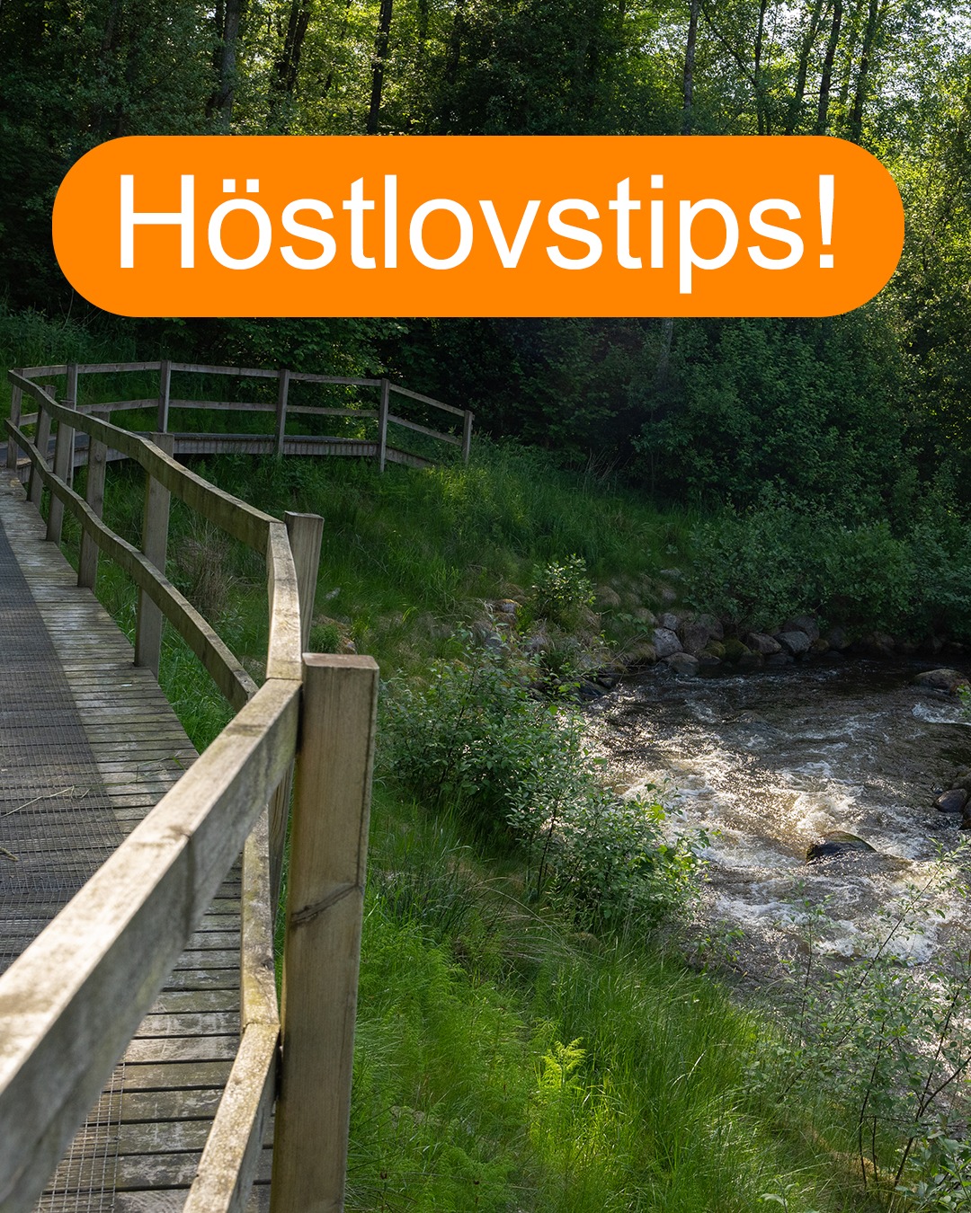 🍁 Höstlovstips för hela familjen! 🍁
Nästa vecka är det äntligen dags för höstlov! Vi har samlat fyra vandringar och utflyktstips i Västsverige som bjuder på äventyr, natur och historia – perfekta för både stora och små fötter. 👣
🌿 Lummig och stadsnära på Gotaleden (etapp 5, Lerum–Floda, 9 km)
Vandra genom sagolika Säveåns naturreservat med porlande vatten och mossklädda stenar – bara några minuter från stan! Håll utkik efter bävergnag och ta en paus vid Hillefors grynkvarn.
🌲 Trollskog på Bohusleden (etapp 8, Grandalen–Bottenstugan, 8,5 km)
Upptäck Svartedalen naturreservats mystiska skogar med mossiga stenblock, spegelblanka tjärnar och torpruiner som väcker fantasin.
🏖️ Klipphopp och kustutsikt på Kuststigen (Vettebergsleden i Fjällbacka, 4 km rundslinga)
Kliv rakt in i Ronja Rövardotters värld vid den mäktiga Kungsklyftan och njut av storslagna vyer över Fjällbackas skärgård.
⛪ Vätternutsikt och historia på Pilgrimsleden (Hjo–Norra Fågelås, 5 km)
Starta i den pittoreska trästaden Hjo, läs om munken som gav staden sitt namn och följ leden genom öppna landskap till en medeltida kyrka. En tur full av berättelser och äventyr!
✨ Läs mer om vandringarna och hitta fler höstlovsäventyr på westswedentrails.se (länk i bio)
💬 Har du ett eget tips på en familjevänlig vandring? Dela gärna i kommentarerna – kanske blir det nästa års favoritutflykt!
📸 Foto: Västkuststiftelsen, Roger Borgelid/Westsweden.com, Linus Bergman/Westsweden.com
.
#familjevandring #vandramedbarn #höstlov #höstlovstips #hikinginsweden #vandring #utflyktstips #västsverige #westswedentrails #bohusleden #gotaleden #pilgrimsleden #kuststigen #västkuststiftelsen #västkusten #vandringsglädje #upplevvästsverige #familjeäventyr #bohuslän #familyhike #autumnvibes