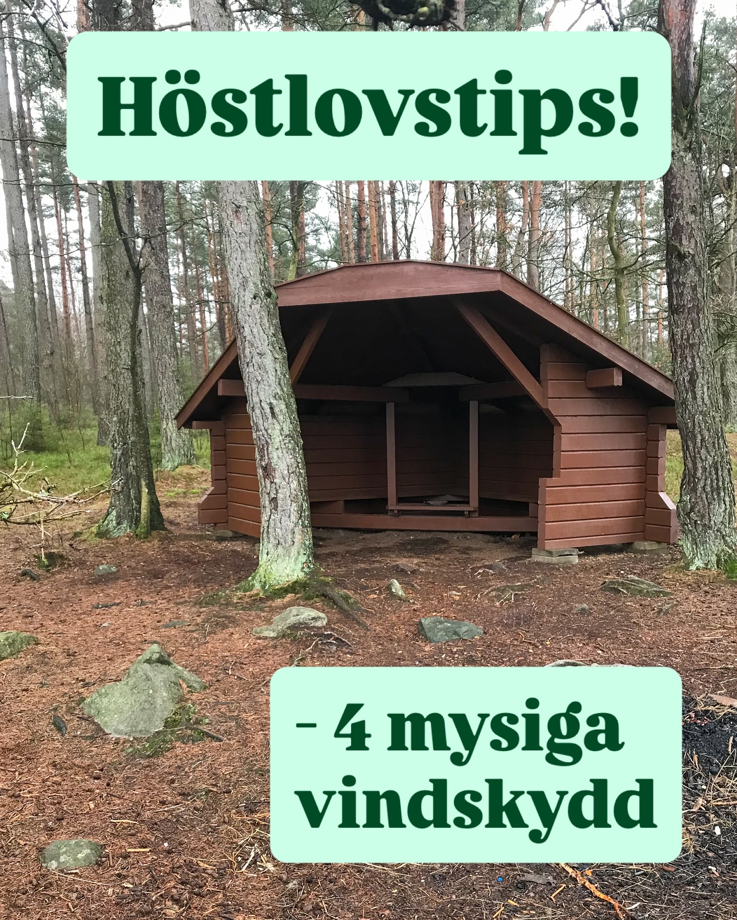 🍂 Höstlovet firas bäst i naturen! Njut av en kort tur eller upptäck en längre vandringsled tillsammans med barnen. 
Här är 4 tips på mysiga vindskydd att besöka:
🥾 Vid Norra Barnsjön finns ett rastvindskydd med grillplats, vackert beläget på en udde. Följ Bohusleden från Bunketorps friluftsområde (ca 6 km enkel väg) eller ta bussen till hållplats ”Bunketorp”.
⛰️ Njut av en hissnande utsikt över Göteborg och Sävedalen från rastvindskyddet på Getryggen, längs  Bohusleden etapp 3 och Gotaleden etapp 2. Turen är inte så lång, men pulshöjande (ca 2 km från Skatås motionscentrum). Närmaste hållplats är ”Welandergatan”.
🔥 I Komosse naturreservat går du på spångad led över mossen som ger norrlandskänsla. Rundslingan är ca 4 km och vindskyddet på Lilla Björnö ligger ungefär halvvägs. Reservatet ligger ca 25 km från Ulricehamn.
🌲 Risvedenområdet är ett stort skogsområde med flera reservat och många vindskydd att utforska. Ett ligger vid Stora Ljusevatten, bara ett stenkast från parkeringen. Eller välj rundslingan runt Stora Kroksjön som är drygt 4 km med fyra vindskydd längs vägen. Naturreservaten ligger i Ale kommun.
🔗 Se karta och läs mer om naturreservaten på vastkuststiftelsen.se och läs mer om Bohusleden och Gotaleden på westswedentrails.se
📸 vindskyddet vid Norra Barnsjön.
#västkuststiftelsen #westswedentrails #bohusleden #gotaleden #vandringsled #komosse #risveden #naturreservat #vandramedbarn #utflykt #höstlov #läslov #vindskydd #friluftslivmedbarn #upptäcknaturenmedbarn #utomhus
