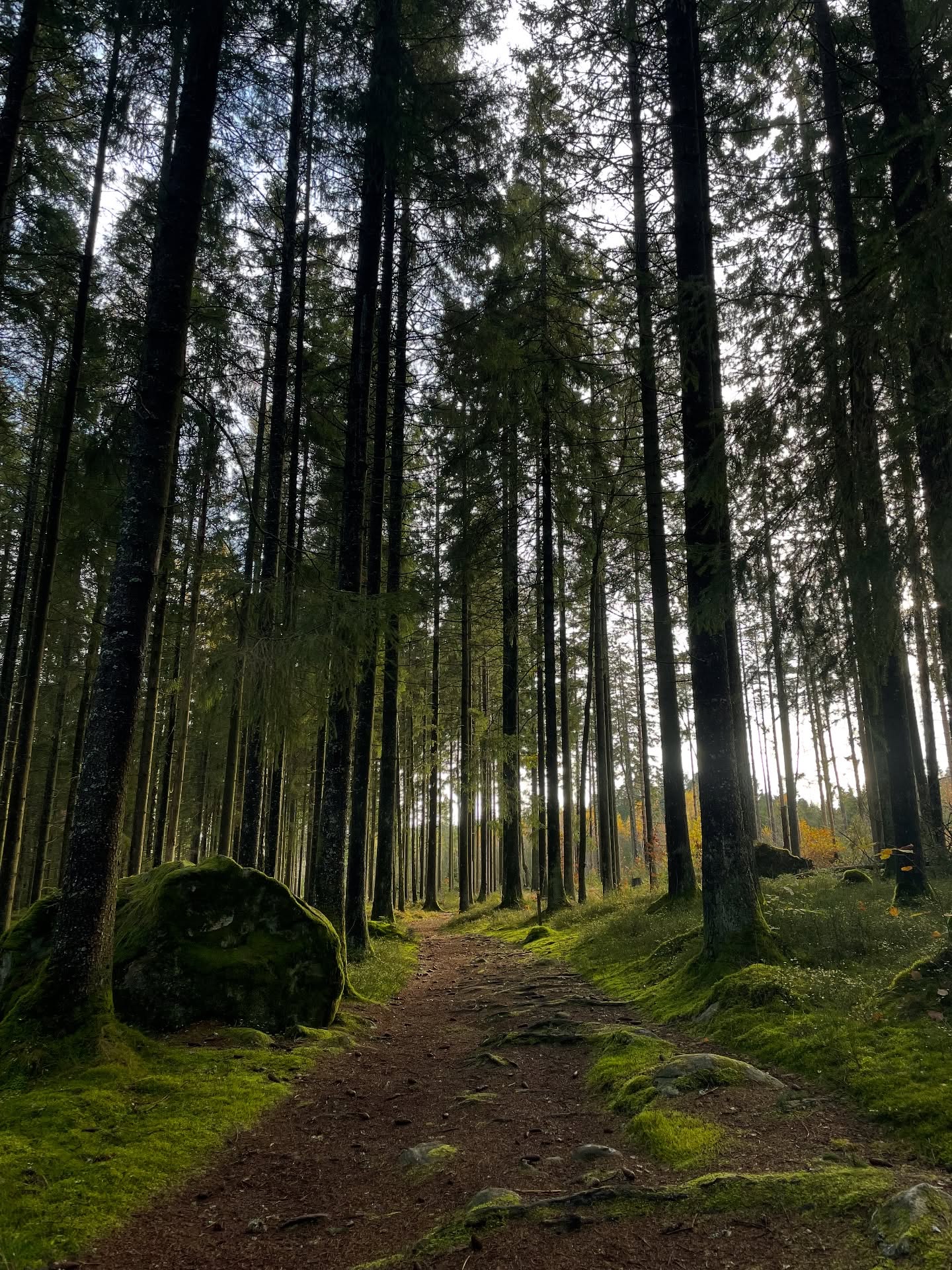 Skarsjöleden🥾 1.2 mil runt Stora Skarsjön & Silverfallet. Leden är rätt så kuperat i början och sen väl uppe på toppen får man en fantastisk utsikt över sjön. Trattisarna poppade upp överallt i skogen🍄‍🟫🌲
Jublet från Skarsjövallen hördes långväga upp i skogen när LSK besegrade Skövde och gick upp till Superettan👏🏻⚽️
 
#skarsjöleden #storaskarsjön #ljungskile #norrafjälletljungskile #silverfallet #vandringbohuslän #bohuslän #visituddevalla #västsverige #westswedentrails 
#skarsjövallen #ljungskilesk