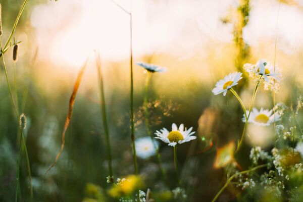 Midsommarblommor