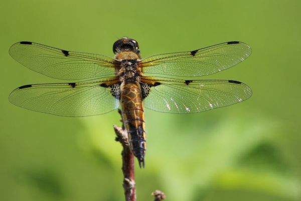 Insekternas dag